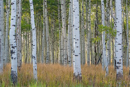 The tall straight trunks of trees in the forests with pale grey bark and green foliage. Foto de stock - Sin royalties Premium, Código: 6118-08081900