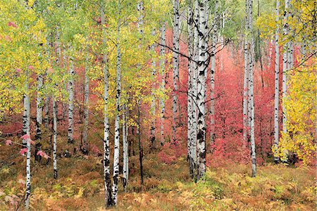 simsearch:6118-08081898,k - A trail through the woods. Vivid autumn foliage colour on maple and aspen tree leaves. Stock Photo - Premium Royalty-Free, Code: 6118-08081907