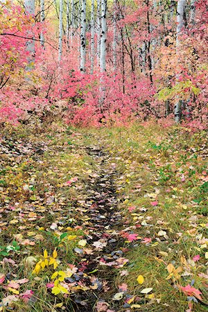 simsearch:6118-08088560,k - A trail through the woods. Vivid autumn foliage colour on maple and aspen tree leaves. Photographie de stock - Premium Libres de Droits, Code: 6118-08081908