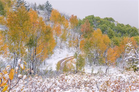 A path through the woods in autumn with light snow on the ground Foto de stock - Sin royalties Premium, Código: 6118-08088563
