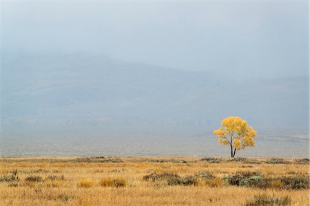 simsearch:6118-08313766,k - A single tree on the horizon in autumn Stockbilder - Premium RF Lizenzfrei, Bildnummer: 6118-08088569