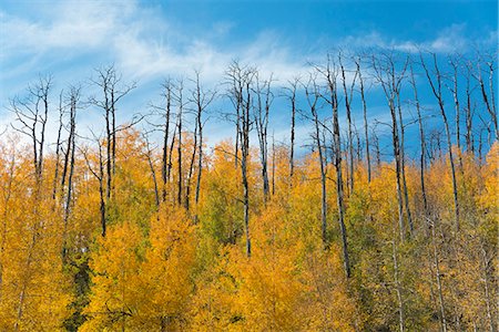 simsearch:6118-08088560,k - Aspen trees in autumn foliage, and the tall bare trunks of trees after fire Stock Photo - Premium Royalty-Free, Code: 6118-08088572