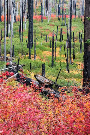 simsearch:6118-08088571,k - Charred tree stumps and vibrant new growth, red and green foliage and plants in the forest after a fire. Photographie de stock - Premium Libres de Droits, Code: 6118-08088579