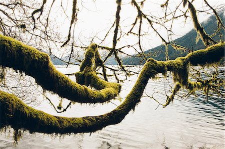 Moss covered alder tree branches, reaching across the water along the shores of Lake Crescent Foto de stock - Sin royalties Premium, Código: 6118-08001596