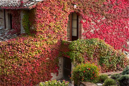 envahi par la végétation - Colourful ivy growing on the wall of a Tuscan villa. Photographie de stock - Premium Libres de Droits, Code: 6118-08140241