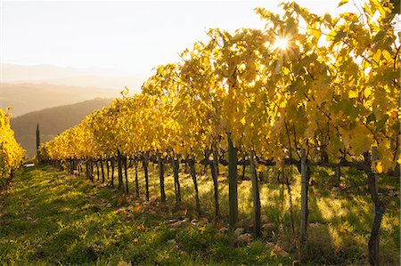 Sunrise over a Tuscan vineyard in autumn. Photographie de stock - Premium Libres de Droits, Code: 6118-08140244