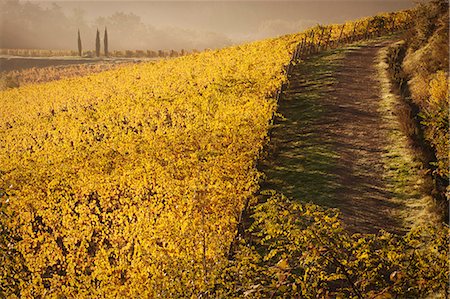 Farm road through a Tuscan vineyard in autumn. Photographie de stock - Premium Libres de Droits, Code: 6118-08140245