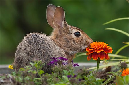 Cottontail Rabbit sitting on a meadow with an orange Marigold flower. Stock Photo - Premium Royalty-Free, Code: 6118-08140290