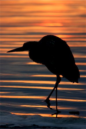 Silhouette of a Night Heron wading in water. Fotografie stock - Premium Royalty-Free, Codice: 6118-08140295