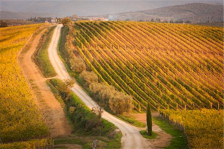 High angle view of a dirt road through a Tuscan vineyard. Stock Photo - Premium Royalty-Free, Code: 6118-08140238