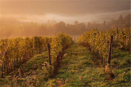 Morning light over the vines in a Tuscan vineyard in autumn. Photographie de stock - Premium Libres de Droits, Code: 6118-08140239