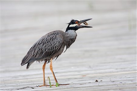 simsearch:6118-08226997,k - Night Heron eating a crab. Photographie de stock - Premium Libres de Droits, Code: 6118-08140301