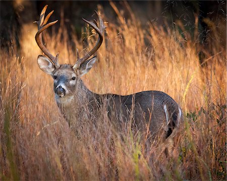 Male deer with antlers at sunrise, camouflaged by tall grass. Stock Photo - Premium Royalty-Free, Code: 6118-08140302