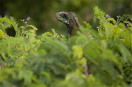 Green Iguana hidden in lush foliage. Stock Photo - Premium Royalty-Free, Code: 6118-08140304