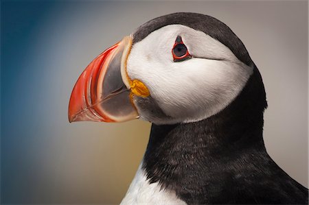 Close up of an Atlantic Puffin with his colourful bill. Photographie de stock - Premium Libres de Droits, Code: 6118-08140306