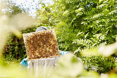 A beekeeper holding up and checking a honeycomb frame from a beehive. Stock Photo - Premium Royalty-Free, Code: 6118-08282187