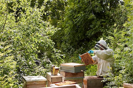 A beekeeper inspecting the bee hives in an allotment garden plot. Stock Photo - Premium Royalty-Free, Code: 6118-08282192