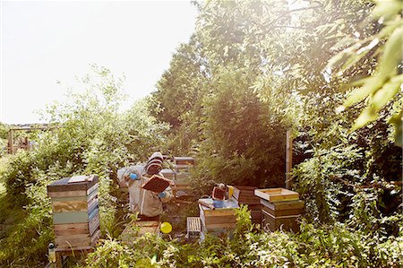 simsearch:6118-08729266,k - A beekeeper in a protective suit and face covering inspecting the frames in his bee hives. Stockbilder - Premium RF Lizenzfrei, Bildnummer: 6118-08282196