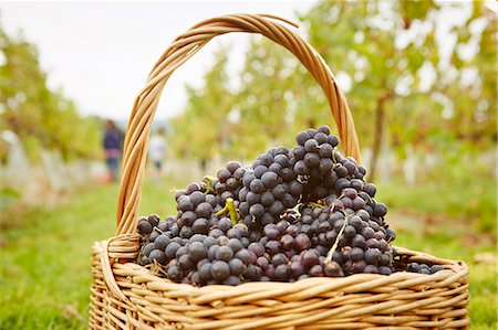 red grape - Baskets of red grapes freshly harvested. Stock Photo - Premium Royalty-Free, Code: 6118-08282202