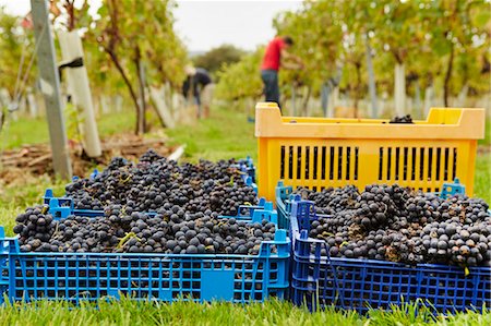 simsearch:6118-08842107,k - Grape Pickers at work harvesting red grapes. Heaped crates ready for collection. Stock Photo - Premium Royalty-Free, Code: 6118-08282207