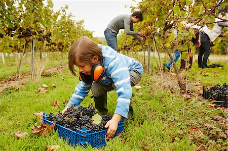 simsearch:6118-08842107,k - A young girl picking up a crate of grapes from the ground in a vineyard. Stock Photo - Premium Royalty-Free, Code: 6118-08282204