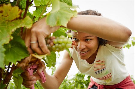 photo of autumn in england - A woman picking bunches of grapes in a vineyard. Stock Photo - Premium Royalty-Free, Code: 6118-08282209