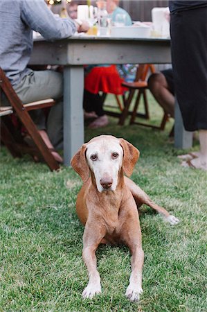 simsearch:6118-07731934,k - Dog lying on the grass in a garden, people sitting at a table. Foto de stock - Sin royalties Premium, Código: 6118-08282234