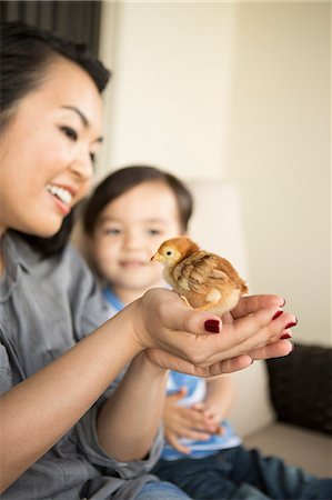 simsearch:6118-08202576,k - Smiling woman holding a tiny chick in her hands, her young son watching. Stockbilder - Premium RF Lizenzfrei, Bildnummer: 6118-08202558