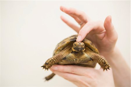 Close up of a person's hand holding a tortoise. Photographie de stock - Premium Libres de Droits, Code: 6118-08202567