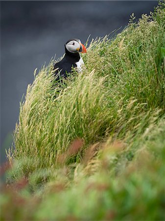 dyrholaey - A puffin on the cliffs of Dyrholaey. Stock Photo - Premium Royalty-Free, Code: 6118-08226997