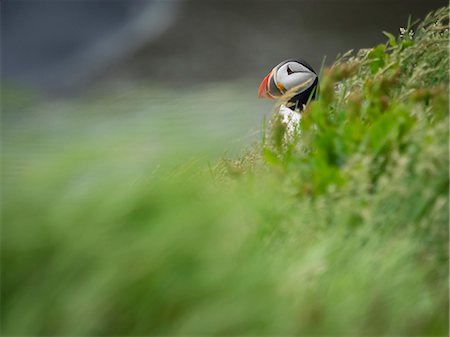 simsearch:6118-08226997,k - A puffin on the cliffs of Dyrholaey. Photographie de stock - Premium Libres de Droits, Code: 6118-08226995