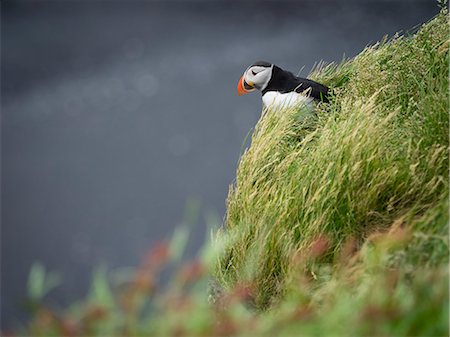 A puffin on the cliffs of Dyrholaey. Photographie de stock - Premium Libres de Droits, Code: 6118-08226996