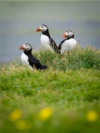 simsearch:6118-08226997,k - Three puffin birds in the grass on the cliffs of Dyrholaey. Photographie de stock - Premium Libres de Droits, Code: 6118-08226999