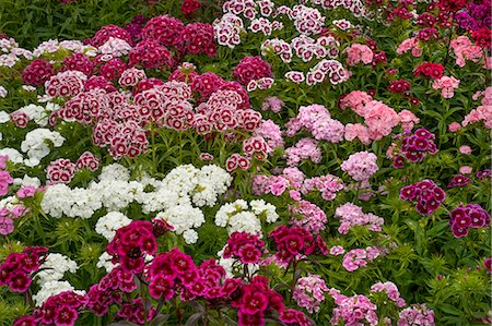 simsearch:649-07063228,k - Sweet william dianthus flowering plants, perennials in the garden with delicate multiflower heads in a variety of colours, red, pink purple and white. Photographie de stock - Premium Libres de Droits, Code: 6118-08227046