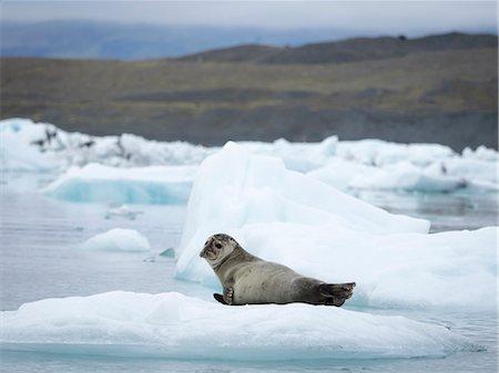seal (animal) - Glacial lake on the edge of Vatnajokull National Park. at the head of the Breidamerkurjokull glacier, created after the glacier started receding from the edge of the Atlantic Ocean. Stock Photo - Premium Royalty-Free, Code: 6118-08227013