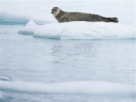 seal (animal) - Glacial lake on the edge of Vatnajokull National Park. at the head of the Breidamerkurjokull glacier, created after the glacier started receding from the edge of the Atlantic Ocean. Stock Photo - Premium Royalty-Free, Code: 6118-08227012