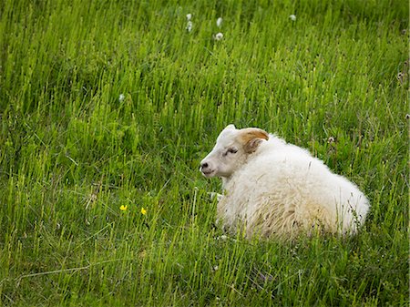 A goat resting in the long grass. Stock Photo - Premium Royalty-Free, Code: 6118-08227029