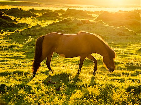 A wild horse grazing in the sunlight of the midnight sun in summer. Photographie de stock - Premium Libres de Droits, Code: 6118-08227033