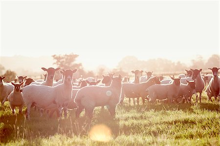 A flock of sheep in a field, with their heads up looking about them. Foto de stock - Sin royalties Premium, Código: 6118-08313854