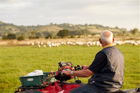 simsearch:6118-07731817,k - A flock of sheep in a field, and a man on a quadbike looking over his animals. Stock Photo - Premium Royalty-Free, Code: 6118-08313855