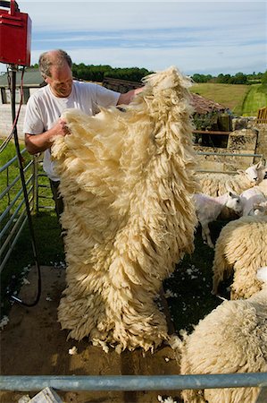 schafe scheren - A man folding a sheep's fleece after shearing. Stockbilder - Premium RF Lizenzfrei, Bildnummer: 6118-08313809