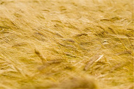 simsearch:6118-09173874,k - A field of ripe wheat or barley crops growing. Foto de stock - Sin royalties Premium, Código: 6118-08313813