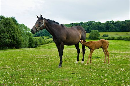 simsearch:6118-08797549,k - A horse and foal in a field. Photographie de stock - Premium Libres de Droits, Code: 6118-08313810