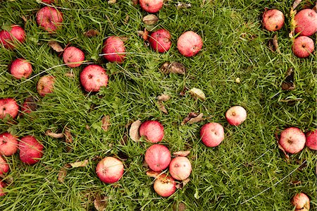 Cider apples on the grass in an orchard. Stock Photo - Premium Royalty-Free, Code: 6118-08488445
