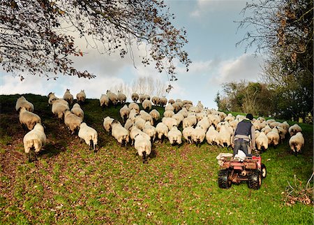 simsearch:6118-07731818,k - A farmer driving a quadbike herding a flock of sheep over the brow of a hill. Photographie de stock - Premium Libres de Droits, Code: 6118-08488446
