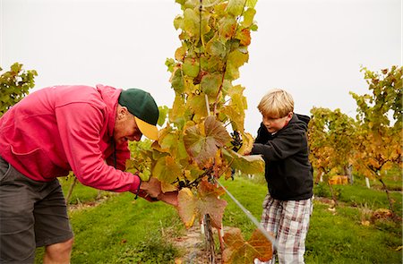 Two people, father and son harvesting grapes from the vines. Stock Photo - Premium Royalty-Free, Code: 6118-08488449