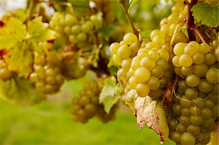 simsearch:695-05779700,k - Bunches of green grapes hanging on the vine. Fotografie stock - Premium Royalty-Free, Codice: 6118-08488451