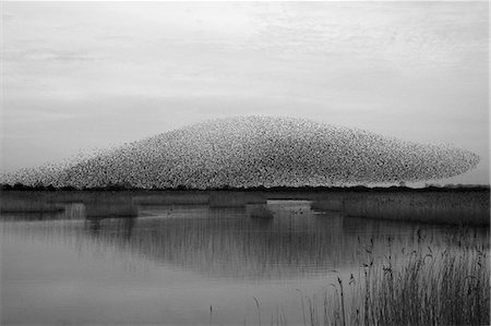 simsearch:6118-07440115,k - A murmuration of starlings, a spectacular aerobatic display of a large number of birds in flight at dusk over the countryside. Foto de stock - Sin royalties Premium, Código: 6118-08488477