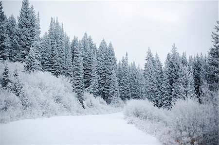 pine - The mountains in winter, pine forests in snow. Stock Photo - Premium Royalty-Free, Code: 6118-08521810