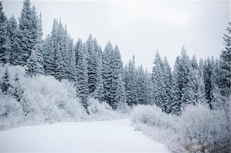 simsearch:6118-09076341,k - The mountains in winter, pine forests in snow. Stock Photo - Premium Royalty-Free, Code: 6118-08521810